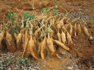 Rădăcină Kudzu